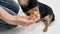 Close up of woman hold Chihuahua dog paw in hand