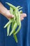 Close Up Of Woman Holding Bunch Of Green Beans