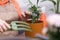 close up of woman home gardener hands using trowel while potting hamedorea plant in pot for spring