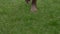 Close up of woman legs walking on grass with barefoot during warm summer day. Unity with nature and enjoyment concept.