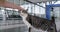 Close up of woman petting cat at empty airport.