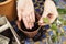 Close Up Of Woman Planting Houseplant Cutting Into Compost Filled Pot Outdoors