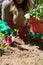 Close-up of woman planting sapling in garden