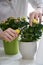 Close Up Of Woman Pruning Rose Houseplant With Secateurs