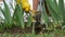 Close-up of a woman pulling up weeds