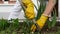 Close-up of a woman pulling up weeds