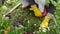 Close-up of a woman pulling up weeds