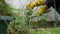 Close-up of a woman pulling up weeds