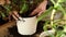 Close up Woman putting fibre soil by hands, transplanting Crassula plant