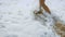 Close-up of woman`s beautiful tanned legs strolling on the sand and stepping into the sea. Image of wave coming on