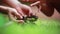 Close up of woman`s and child`s hands putting back organic soil on the land together over blurred green background