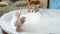 Close-up. woman`s feet with finger dividers are covered with bath foam. woman doing pedicure taking a foam bath