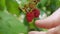 Close-up of a woman`s fingers plucking ripe raspberries. The concept of farm development
