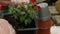 A close-up of a woman's gloved hands using a spatula to sprinkle soil into the flower pot. Replanting flowers. The