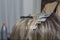 Close-up of a woman\'s hair strands colored with foil and hairpins