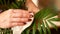 Close-up of a woman`s hand caring for a home plant. Care and treatment with green leaves of home flowers. Home Hobby of a woman gr