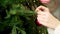 Close-up of woman`s hand hanging Christmas toy. Decorating Christmas tree. New year and Christmas holidays concept