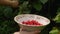 Close-up of a woman`s hand holding a saucer with plucked raspberries. With the other hand, he collects a berry from a bush. The co