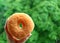 Close up of Woman`s Hand Holding a Sugar Cinnamon Doughnut with Blurred Vibrant Green Big Trees in Background