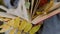 Close-up of a woman\'s hand leafing through the pages of a book. Autumn leaves are nested between the pages of the book