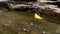 Close up of Woman`s hand putting paper boat on the water and pushing it away with reflection sunshine in the water background, as