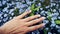 Close-up of woman`s hand touching beautiful blue forget-me-not flowers. Feeling the wonderfull world through the skin