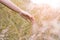 Close up woman`s hand touching a Natal grass Melinis repens with sunlight.