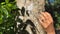 Close-up of a woman\\\'s hand, which touches and caresses the trunk of a tree in the forest a