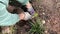 Close-up of a woman`s hand in work gloves planting a beautiful purple flower in the ground