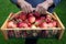 Close Up of a Woman`s Hands Holdiing a Basket of Apples