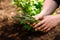 Close up of woman`s hands holding freshly picked asparagus in spring vegetable, kitchen garden