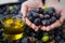 Close up of a woman`s hands holding a handful of olives