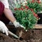 Close up of woman& x27;s hands in protective gloves planting flowers in the garden in spring close up