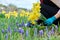 Close-up of woman's hands with secateurs cutting flowers of yellow narcissus in spring flower bed