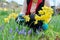 Close-up of woman's hands with secateurs cutting flowers of yellow narcissus in spring flower bed
