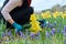 Close-up of woman's hands with secateurs cutting flowers of yellow narcissus in spring flower bed