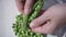 Close up of woman`s hands showing an open pod full of freshly picked fresh peas