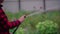 Close up of woman\'s hands watering vegetable garden from hose. Portrait of housewife courting of garden in summertime.