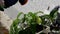 Close up woman with watering can for green plants at home