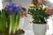 Close Up Of Woman Watering Yellow Rose Houseplant With Spray