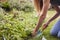 Close Up Of Woman Working Outdoors In Garden At Home Digging And Planting