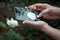 Close-up womans hands making photo on smartphone white cream blooming rose, selective focus