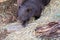 Close up of wombat in Australia.