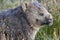 Close up of a wombat in the grass at Cradle Mountain-Lake Saint Clair National Park in Tasmania, Australia.