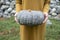 close up of women hands holding grey pumpkin in nature. Halloween or Thanksgiving concept