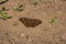 Close up of a wonderful junonia lemonias butterfly