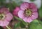 A close-up of wonderful pink lenten rose in a garden