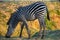 Close-up of a wonderful zebra eating in the savanna