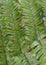 Close-up of Wood Fern Fronds showing the leaflets