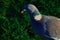 Close up of a wood pigeon